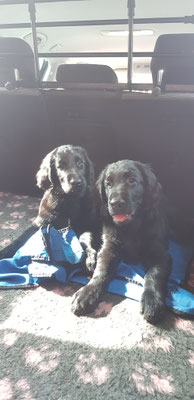 Spencer und Buddy