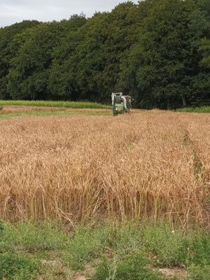 Lupinen werden geerntet. Beim genauen Hinschauen sind die einzelnen Sortenfelder erkennbar! © Ina Homfeld