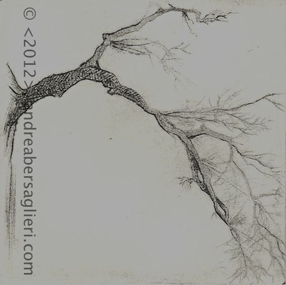 Olive Tree X, 3x3" Drypoint and Etching, 2012