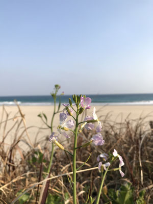 伊豆下田　不動産　海　花