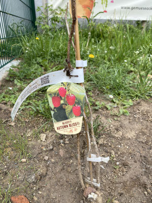 Ein Strauch Himbeeren wurde gepflanzt.