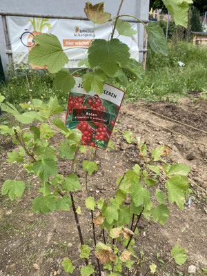Ein Strauch Johannisbeeren wurde gepflanzt.