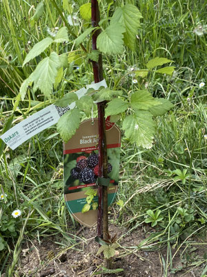 Ein Brombeerstrauch.