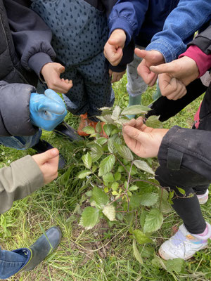 Die Kinder stehen um einen Strauch und zeigen einen Daumen nach oben.