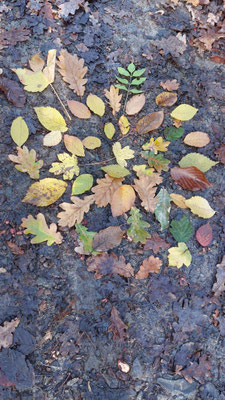 Ein Bild aus herbstlichem Laub.