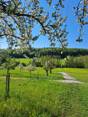 Ein Feldweg führt durch einen Obsthain.