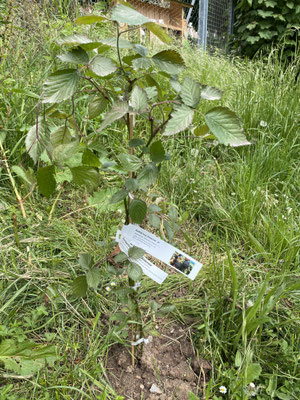 Ein Brombeerstrauch.