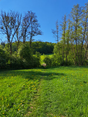 Ein Feldweg führt durch ein kleines Wäldchen.