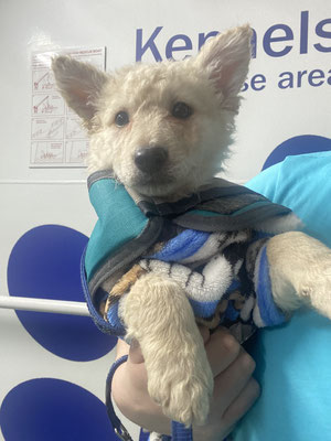 Loki travelling with me on the Belfast - Liverpool ferry to his new family in UK.
