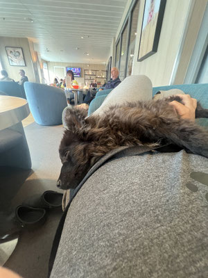 Salty on the ferry from Larne - Cairnryan to his new home in UK.