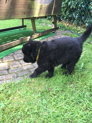 Debby von dem Schatten hinter mir 2019