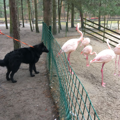 Cosmo von dem Schatten hinter mir 2018