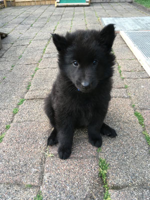 Dark Odin von dem Schatten hinter mir2019