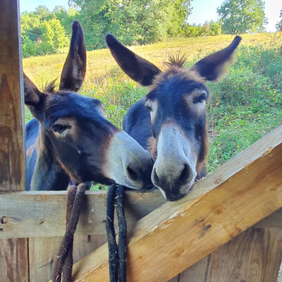Nos deux ânesses Kaline et Kenia à la Flânerie au Maine
