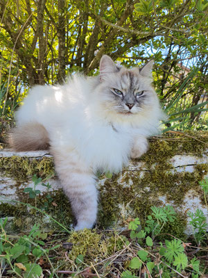 Notre chatte sybérienne à la Flânerie au Maine
