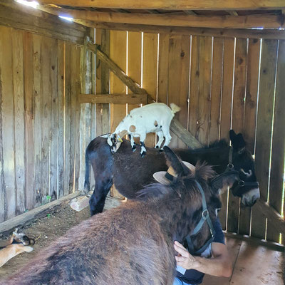 Nos deux ânesses Kaline et Kénia dans leur cabanon et notre chèvre Lili