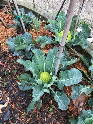 Cavolo romanesco a fine inverno quasi pronto per la raccolta