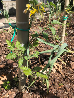 Prosa in consociazione di pomodori e aglio
