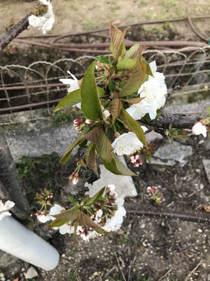Primavera, il ciliegio in risveglio vegetativo 