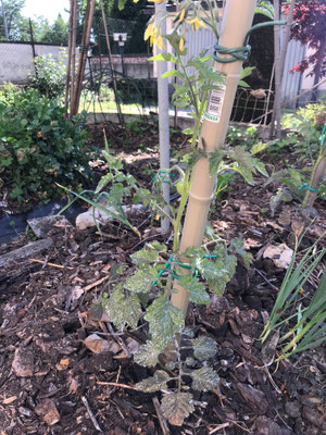 Fiori di pomodoro in primavera