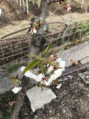 Fiori di ciliegio - il risveglio della natura