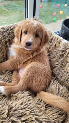 Aleshanee australian shepherds discount