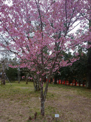 陽光桜