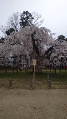 御所桜