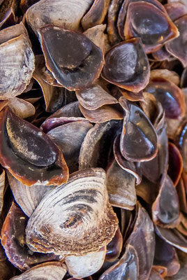 L’ongle odorant ou onyx est une poudre provenant d’un coquillage pêché dans la Mer Rouge. il s’agirait de l’opercule du coquillage d’un mollusque, le strombe. Cet opercule ressemble à un ongle ; un parfum s’en exhale par la combustion. 