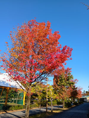 紅葉はええよう
