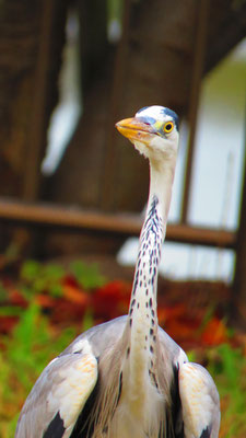鳥　コイツは知らん顔