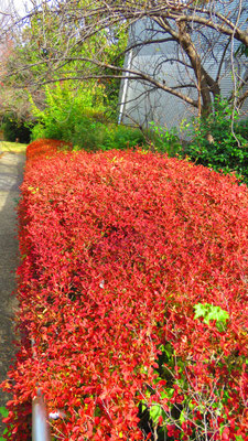 紅葉