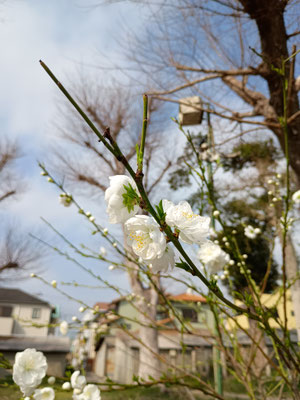 サクラっぽいなにか。