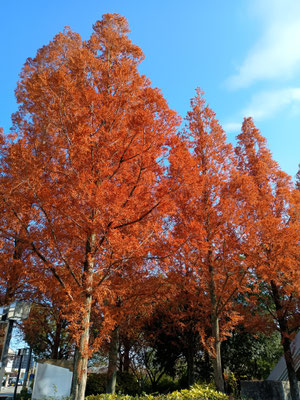 途中の紅葉を見つつ、、、