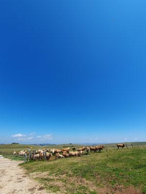 des troupeaux de vaches sont visible en saison rando balade Aubrac 