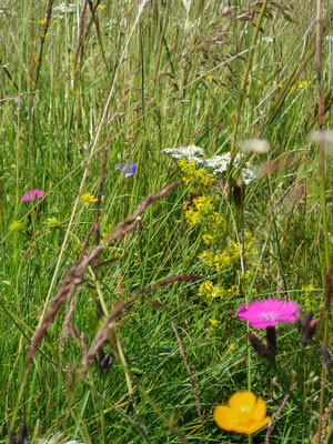 fleur d'aubrac rando balade 