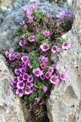 Saxifraga marginata