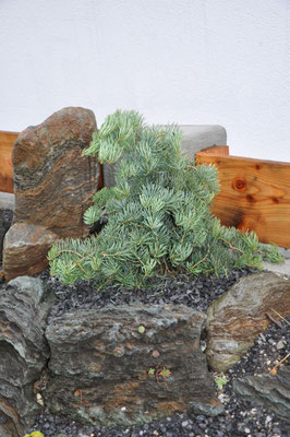 Abies concolor Hexe