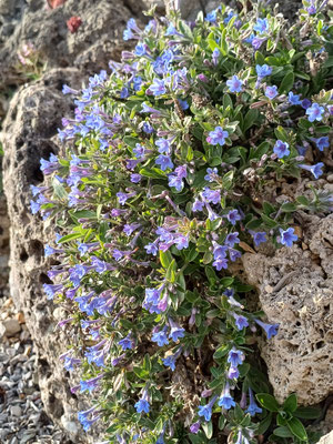 Lithospermum purpurocaeruleum  steinsame