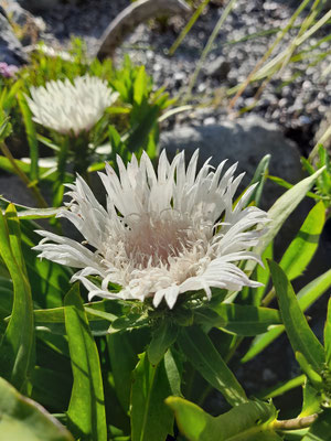 Stokesia laevis  Kornblumenaster weiss  