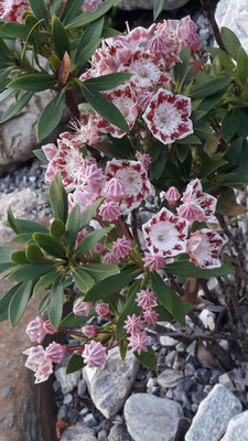 Kalmia latifolia  Minuet 