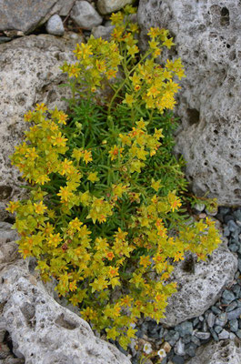 Saxifraga aizoides Fetthennen-Steinbrech