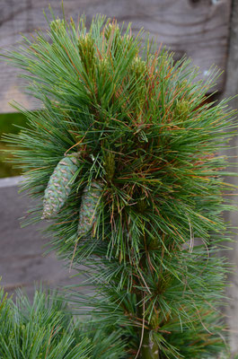 Pinus schwerinii Wiethorst