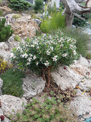 Daphne x transatlantica eternal fragrance