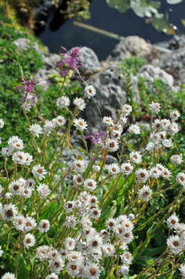 Helichrysum bellum