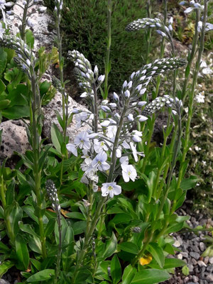 Veronica gentianoides pallida 