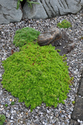 Saxifraga aurendsii Schneezwerg