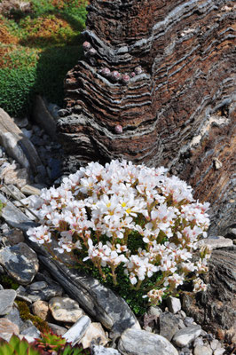 Saxifraga marginata