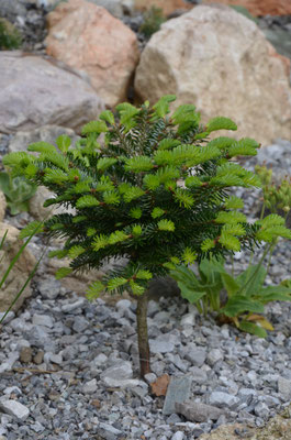 abies nordmanniana dobrichovice