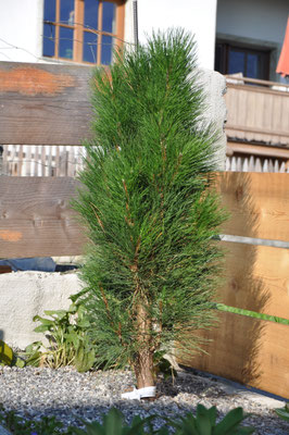 Pinus nigra Green Tower Zwerg Säulenkiefer